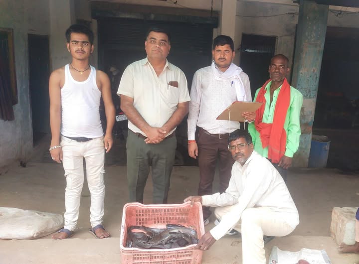 Sidhi News: प्रतिबंधित थाई मांगुर मछली जब्त कर विनिष्टिकरण की कार्यवाही की गई